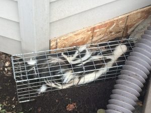 How do I get rid of skunks? Skunk removal! | Suburban 